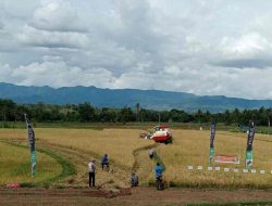 Petani di Bone Panen 7,3 Ton Per Hektare Saat El Nino, Ini Kunci Rahasianya