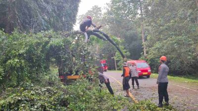 1 Jam Tim SAR Brimob Bone Berjibaku Pohon Tumbang di Poros Bone Makassar