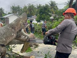 Pohon Tumbang Tutup Jalur Utama Bone Wajo, Brimob Bone Gerak Cepat Lakukan Evakuasi