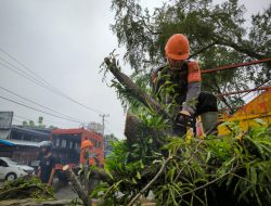 Pohon Tumbang di Poros Bone – Wajo, Danyon C Pelopor Kerahkan Tim SAR