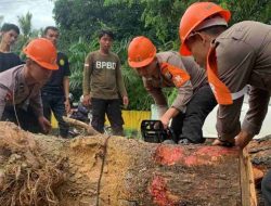 Macet Hingga 2 Km, Begini Kesigapan Tim SAR Brimob Bone Evakuasi Pohon Tumbang di Apala