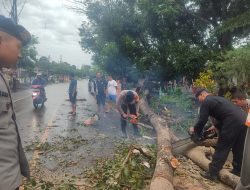 Tim SAR Brimob Bone Evakuasi Pohon Tumbang di Poros Bone Makassar