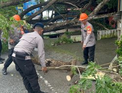 Pohon Tumbang Tutup Akses Jalan ke Pelabuhan Bajoe, SAR Brimob Gerak Cepat Lakukan Evakuasi