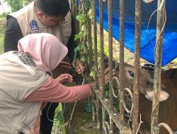 Brimob Bone Kerjasama Dinas Peternakan Periksa Hewan Kurban, Danyon Ichsan, Insya Alloh Sehat Semua