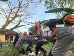 Respon Cepat Brimob Bone Evakuasi Pohon Lapuk Yang Membahayakan Rumah Warga