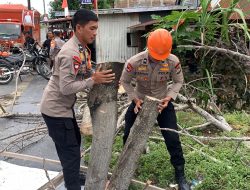 Sar Brimob, BPBD dan Satpol PP Bone, Gerak Cepat Evakuasi Pohon Tumbang Dekat Makorem Toddopuli