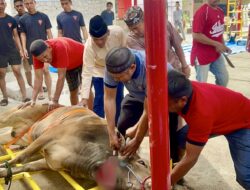 Pelaksanaan Sholat Idul Adha Dan Pemotongan 172 Ekor Hewan Qurban Oleh Satuan Brimob Polda Sulsel Berlangsung Khidmat Dan Meriah