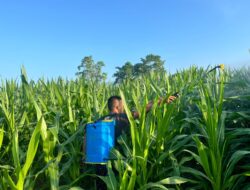 Personel Batalyon D Pelopor Rawat Tanaman Jagung, Dukung Ketahanan Pangan Nasional