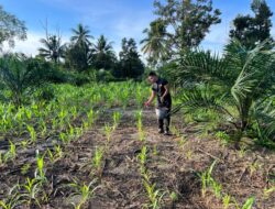 Pemupukan Tanaman Jagung, Batalyon D Pelopor Dukung Ketahanan Pangan